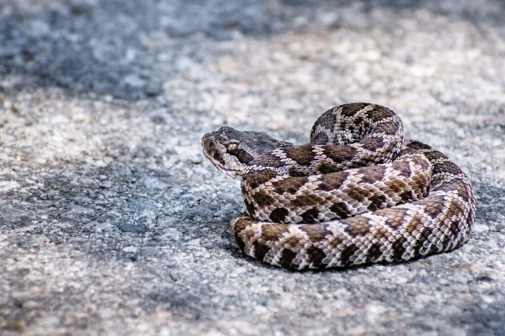 When Do Rattlesnakes Have Babies?