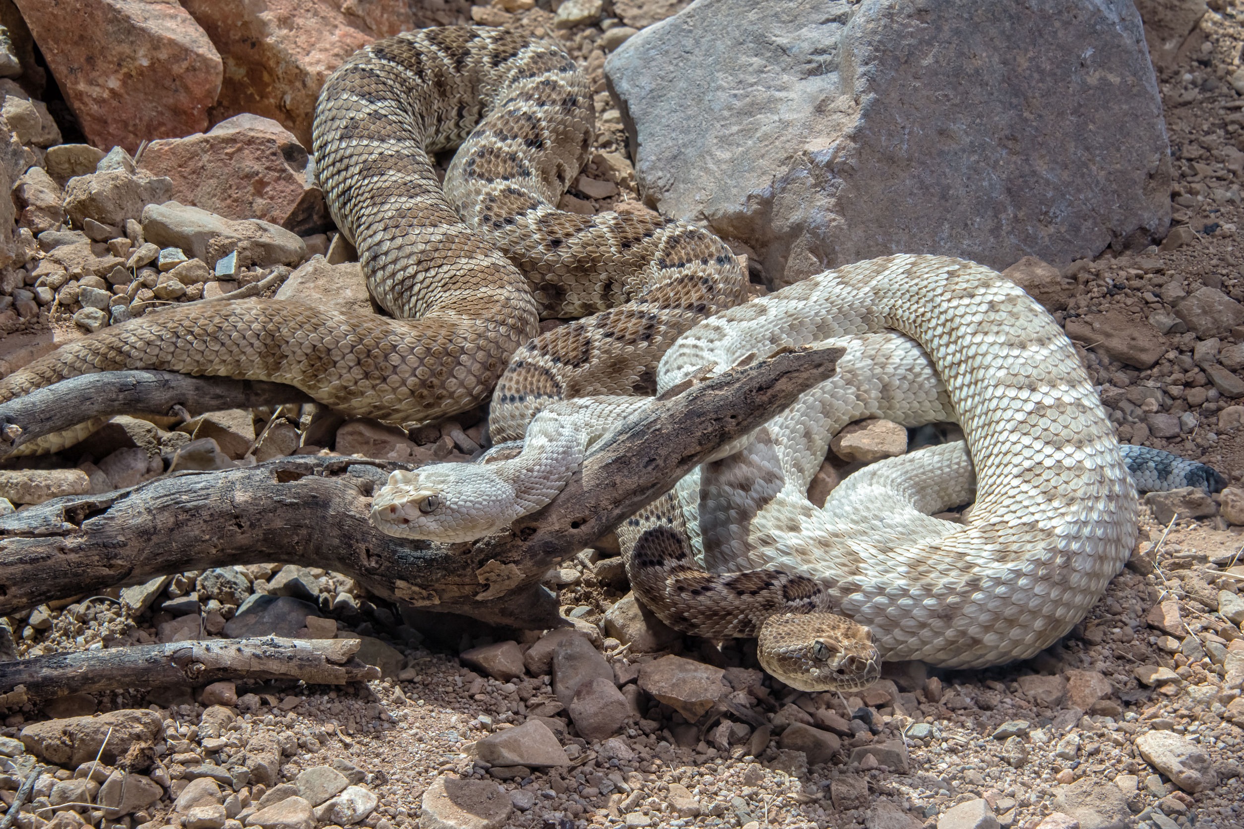 Can Bull Snakes and Rattlesnakes Breed?