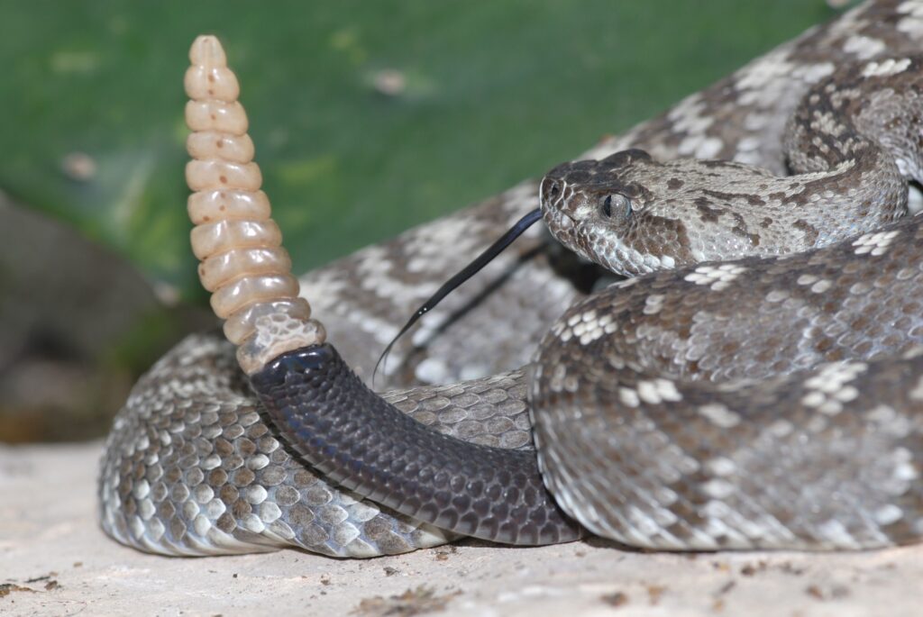 How Old Do Rattlesnakes Get?