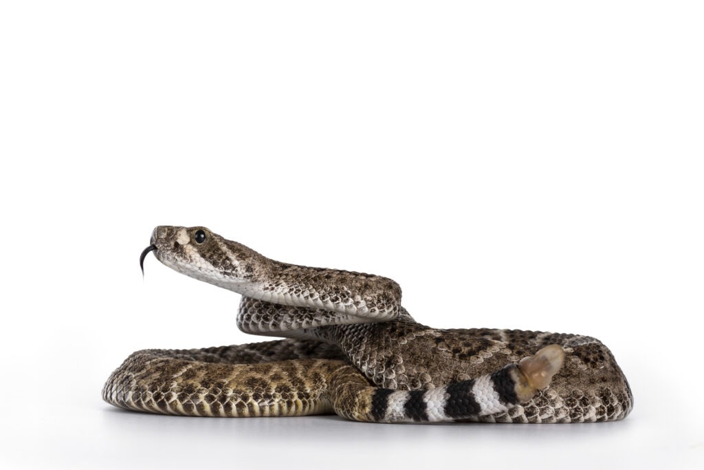 Can Rattlesnakes Smell?