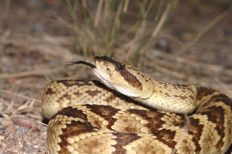 Do Rattlesnakes Grow a Rattle Every Year? (Growth Frequency)