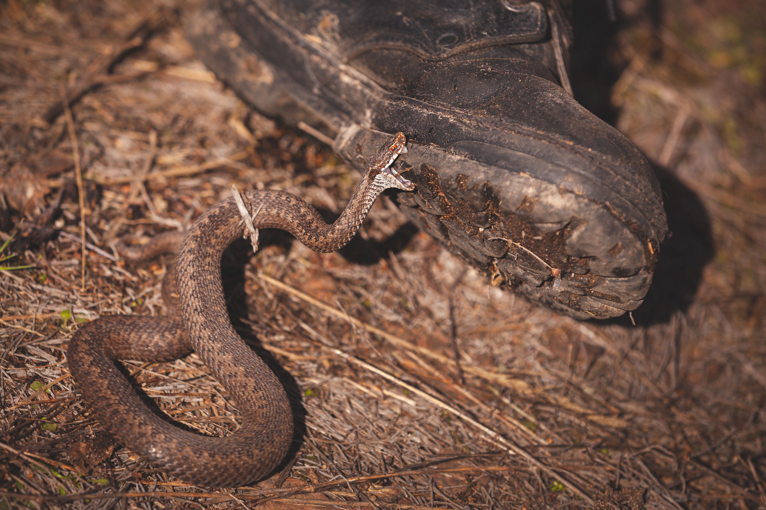 Can a Rattlesnake Bite Through Leather Boots?