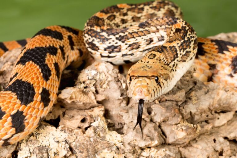 What Snake Looks Like a Rattlesnake But Has No Rattle?