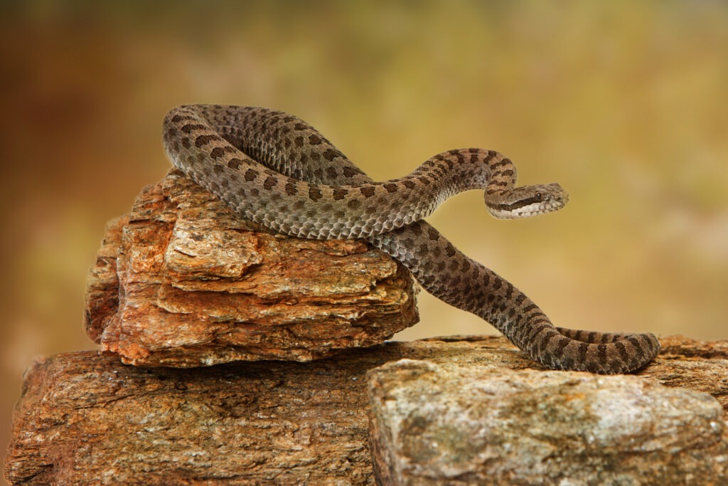 How Often Do Rattlesnakes Eat?