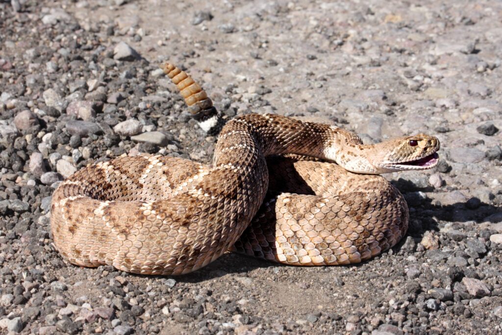 Does Vinegar or Bleach Keep Rattlesnakes Away?