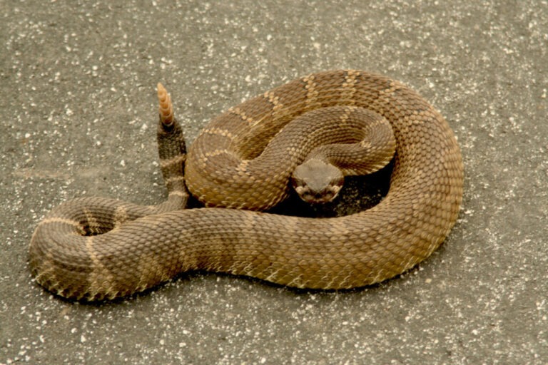 Where Do Rattlesnakes Like to Hang Out? habitats)