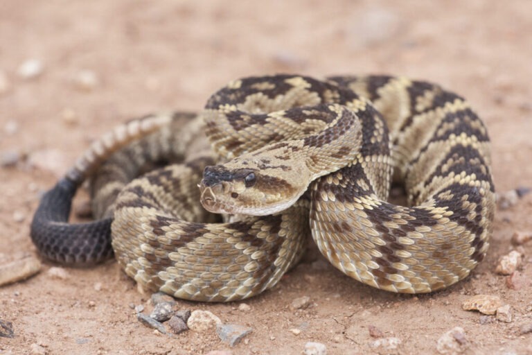 Do Mothballs Repel Rattlesnakes? (Best Home Remedies)