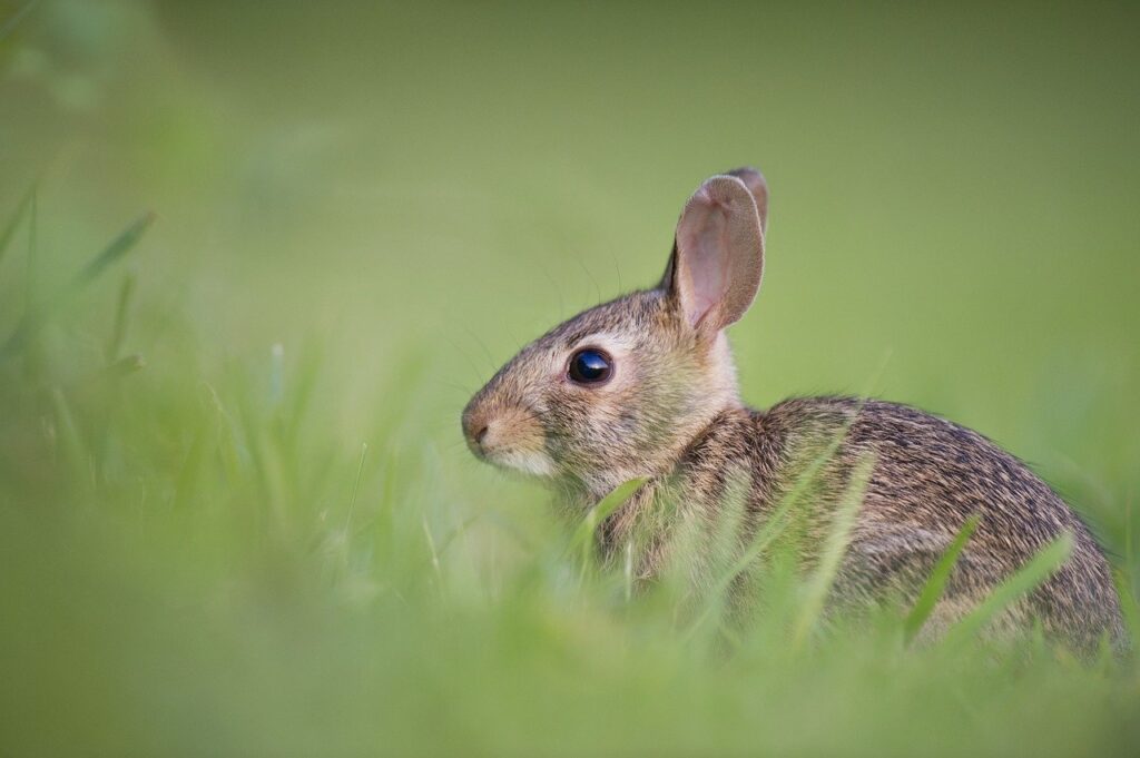 bunny rabbit in grass