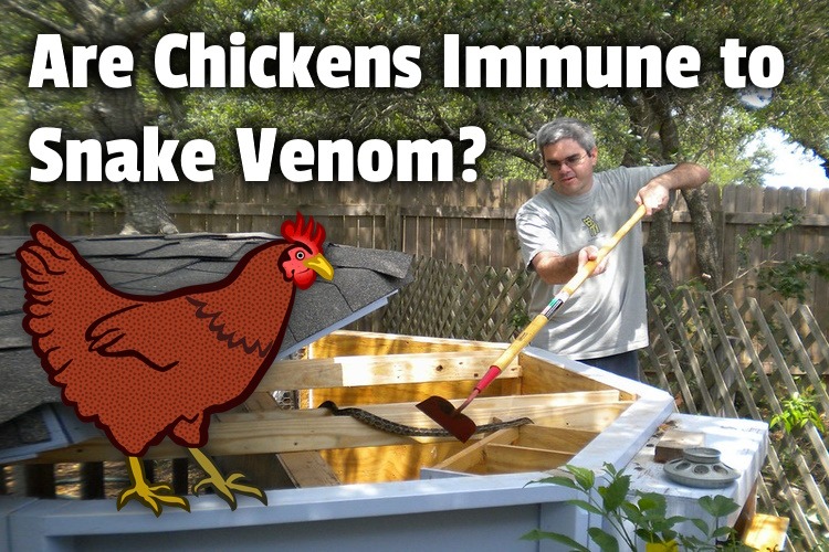 chickens immune to venom lg