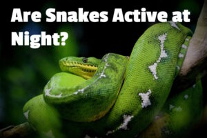 Night Active Snake Feeding Reference: Are Snakes Active At Night All You Need To Know