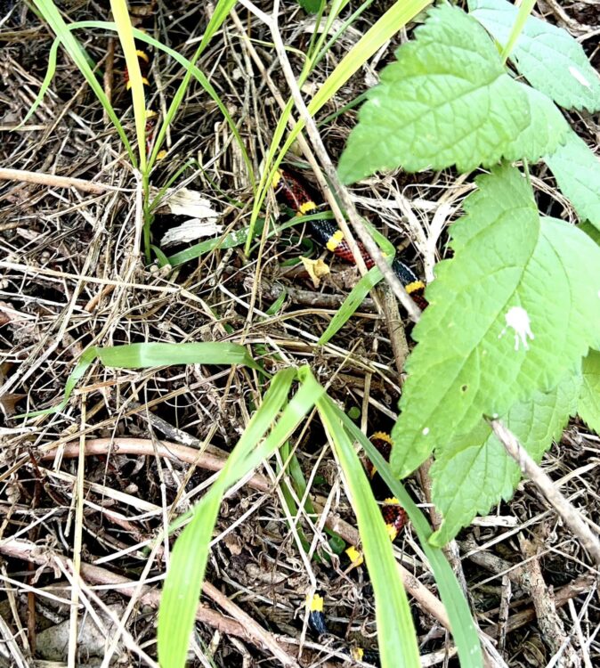 Types of Snakes in Austin (Central Texas Venomous Snake)