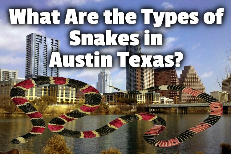 types of Austin snakes lg